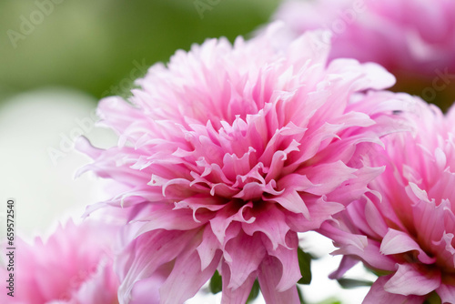 Spring is coming, beautiful blooming pink Dahlia flowers are all over the park