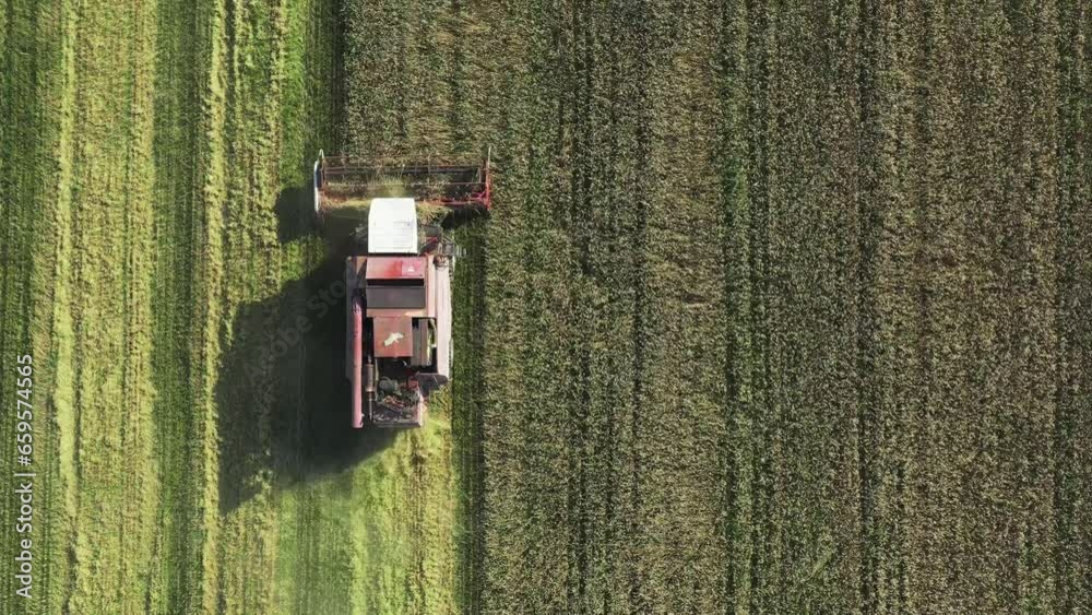 The harvester collects fresh corn in the fields The harvester collects fresh corn in the fields
