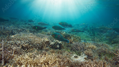 Fototapeta Naklejka Na Ścianę i Meble -  Fish with sunlight underwater on a shallow coral reef (parrotfish Scarus rivulatus), south Pacific ocean, natural scene, New Caledonia, Oceania