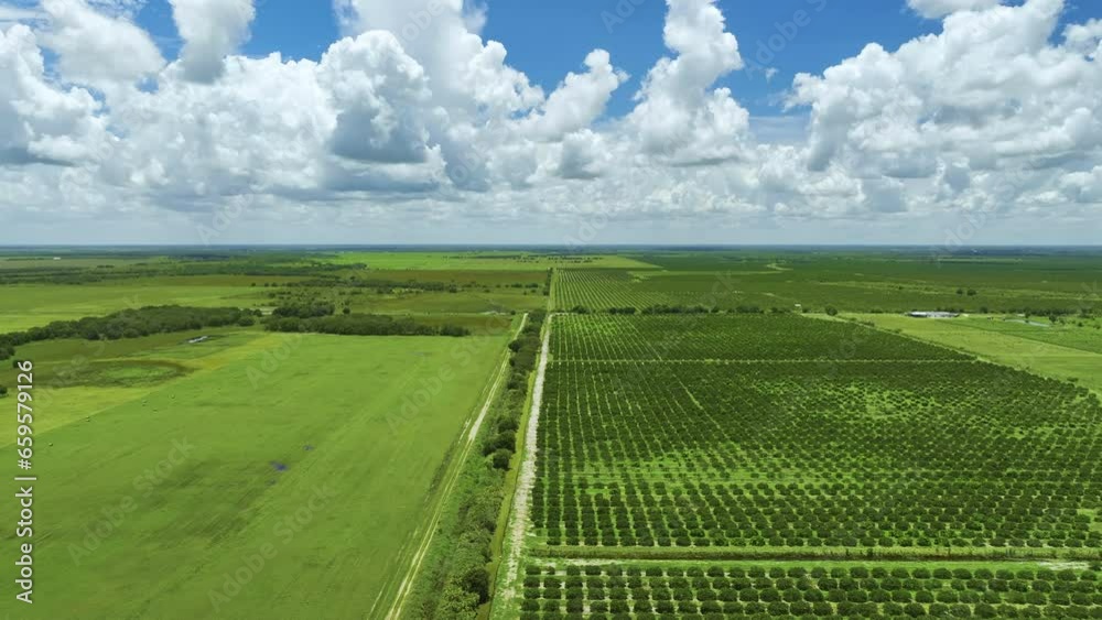 View from above of green farmlands with rows of orange grove trees growing on a sunny day in Florida View from above of green farmlands with rows of orange grove trees growing on a sunny day in Florida