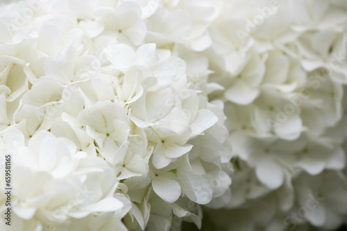 Close up White Hydrangea flower on white background © foreverhappy