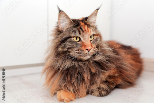 Portrait of tortoiseshell Maine Coon cat. Cute kitten with amber eyes.