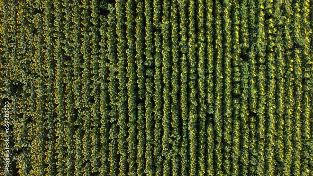 Top view of even green rows of sunflowers during flowering. Video filming from a drone from a bird's eye view in sunny weather. Top view of even green rows of sunflowers during flowering. Video filming from a drone from a bird's eye view in sunny weather.