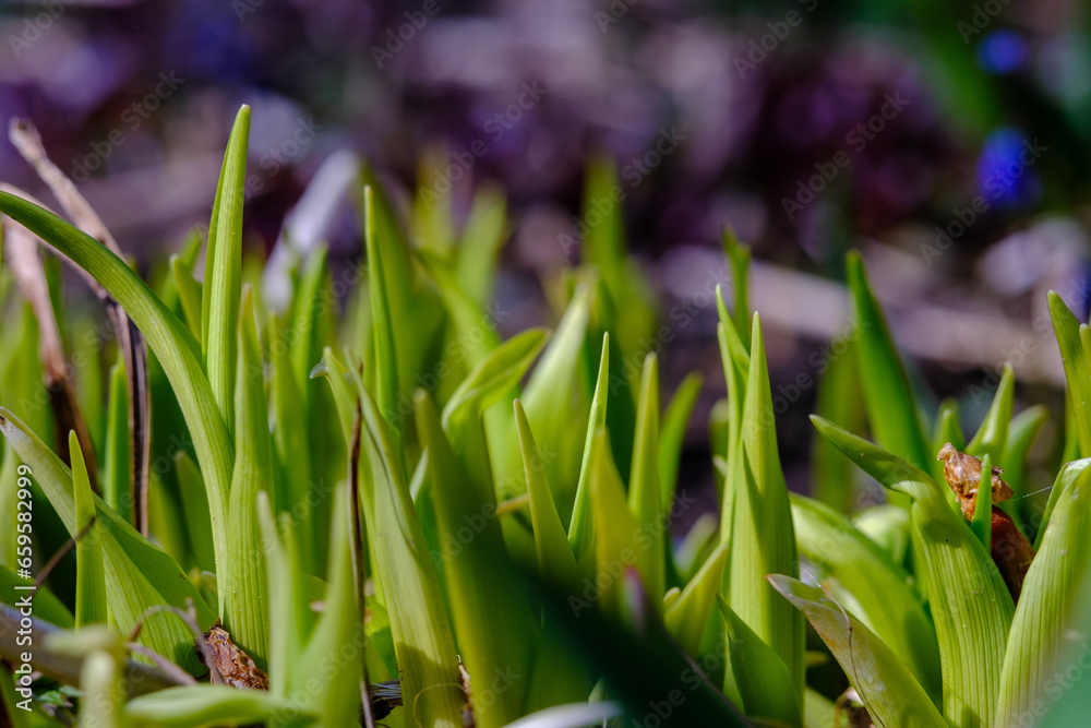 Fototapeta premium colorful flowers on a green blur background