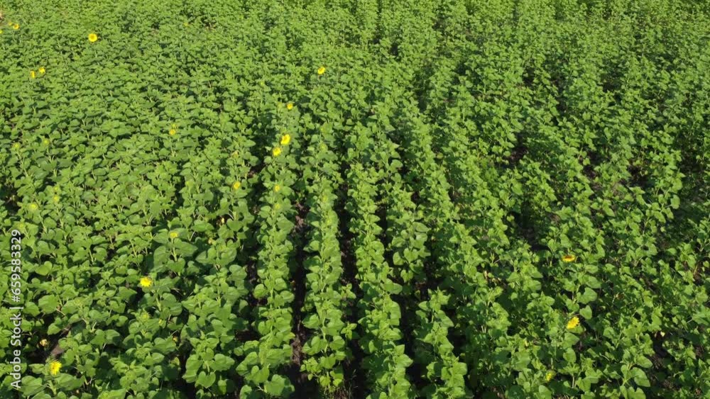 Sunflower fields with blooming plants and in the active flowering phase. Drone footage at low altitude, a clear boundary between fields of different varieties of sunflowers is visible. Sunflower fields with blooming plants and in the active flowering phase. Drone footage at low altitude, a clear boundary between fields of different varieties of sunflowers is visible.