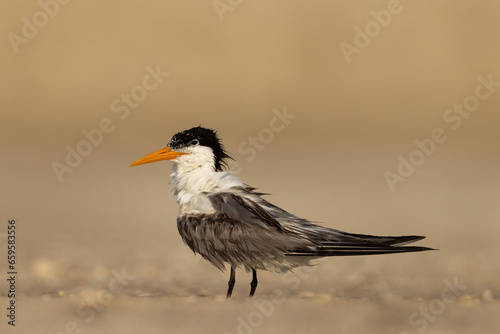 Lesser Crested Tern perched on ground after a dive at tubli, Bahrain © Dr Ajay Kumar Singh