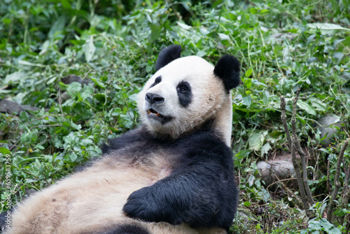 Close up Giant Pandas , Su Shan,  Bifengxia, Panda Breeding Center , China photo