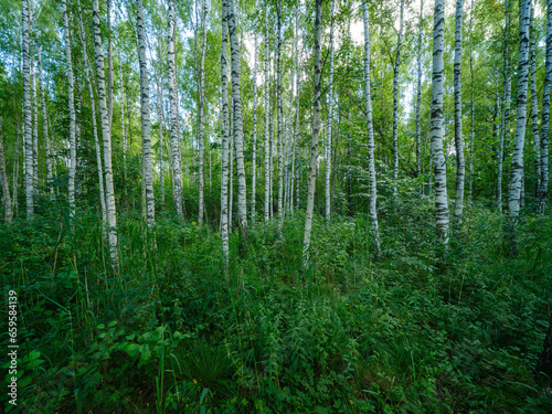 tree trunks in green summer forest with foliage
