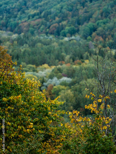 Fototapeta Naklejka Na Ścianę i Meble -  dark moodie autumn colored foliage abstracts in nature