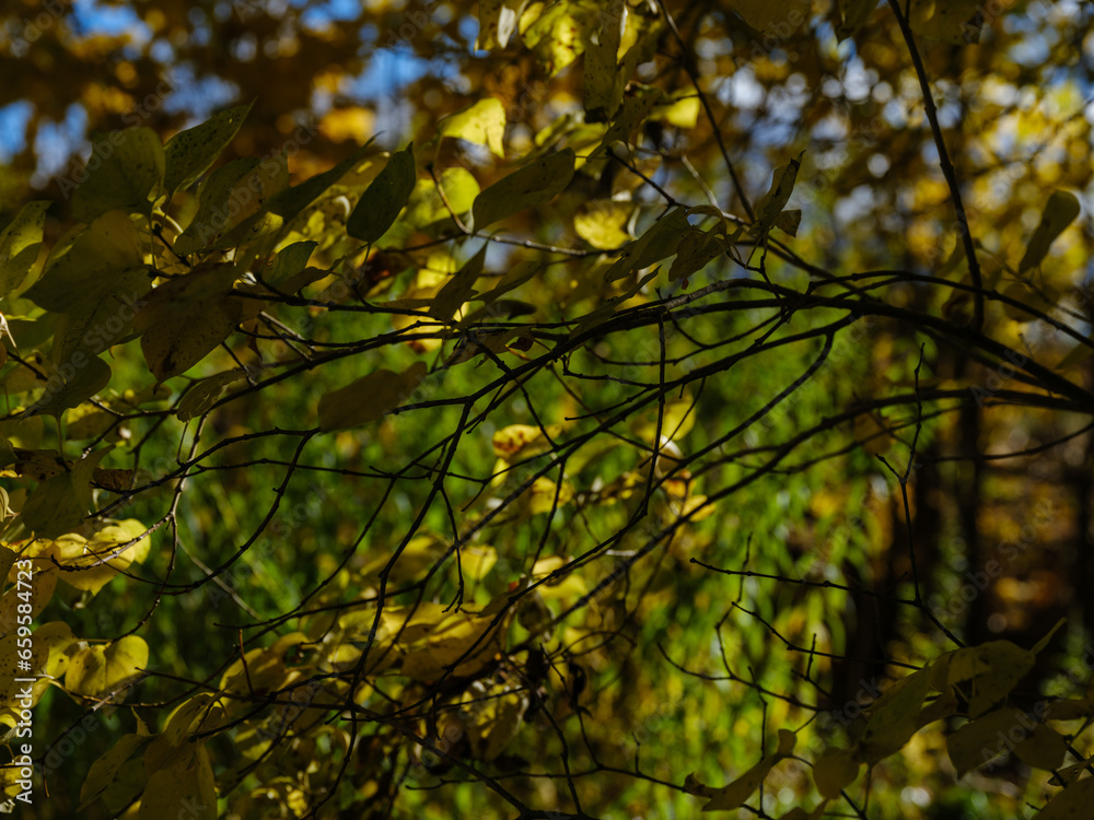 Fototapeta premium dark moodie autumn colored foliage abstracts in nature