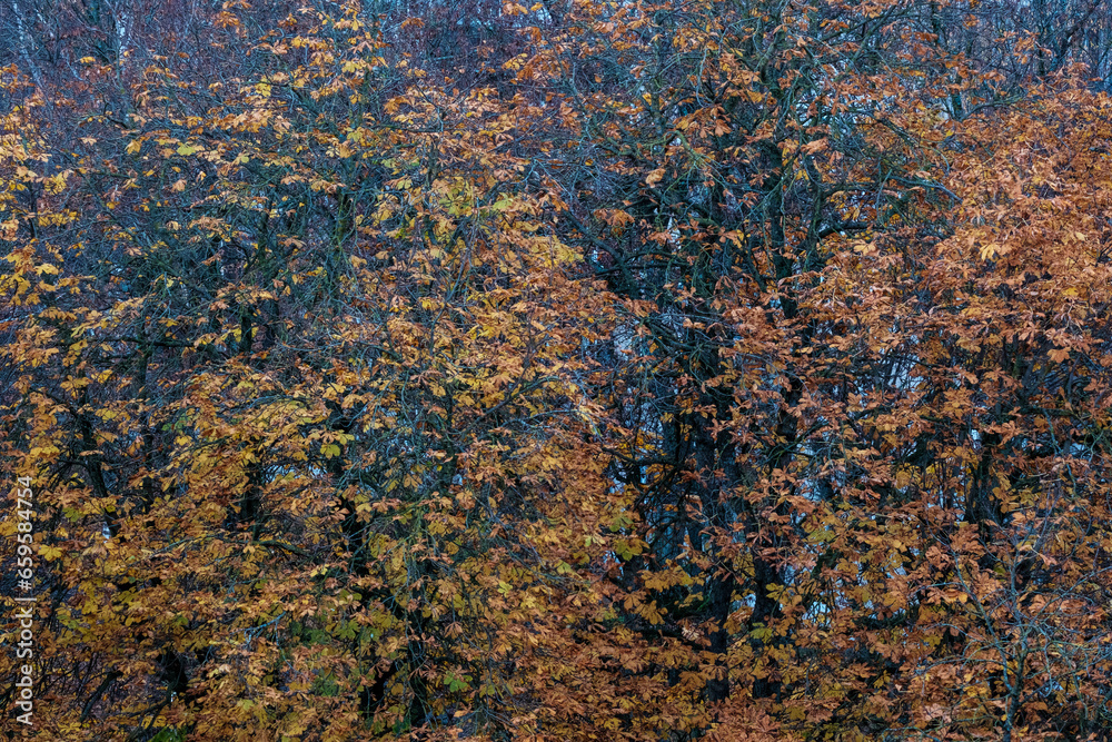 dark moodie autumn colored foliage abstracts in nature dark moodie autumn colored foliage abstracts in nature