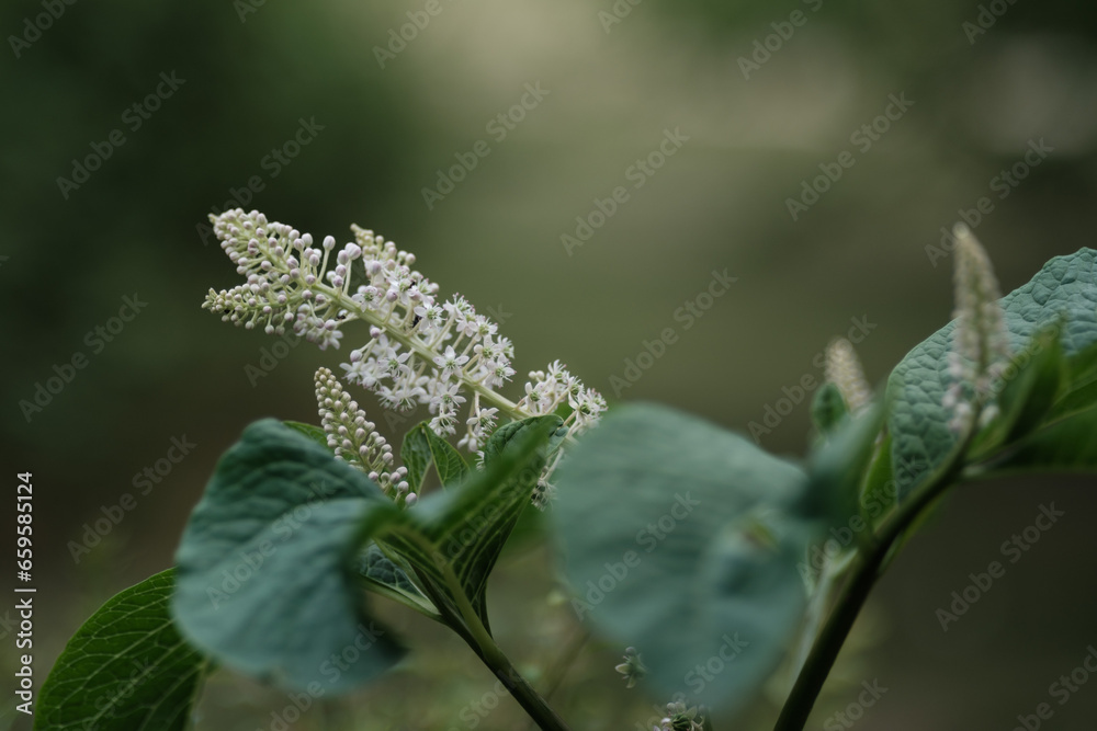 colorful flowers on a green blur background colorful flowers on a green blur background