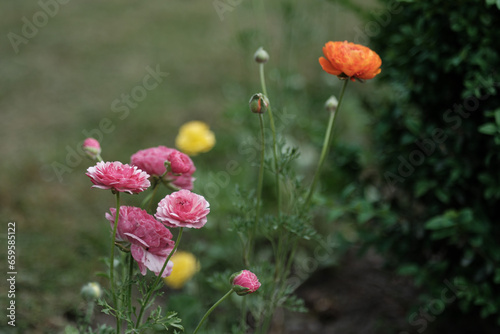 colorful flowers on a green blur background