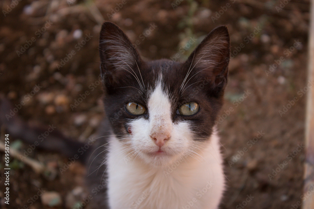 Retrato y mirada de gato joven blanco y negro con ojos verdes y hocico rosado con fondo marrón.