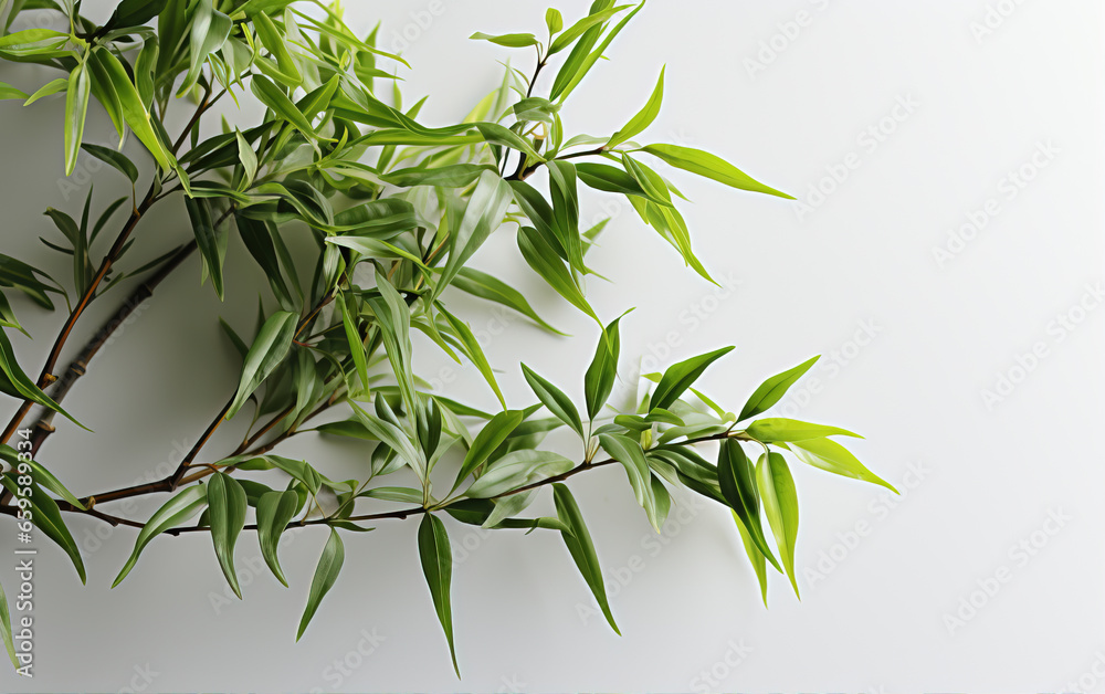 Fototapeta premium Bamboo leaves isolated background,created with Generative AI tecnology.