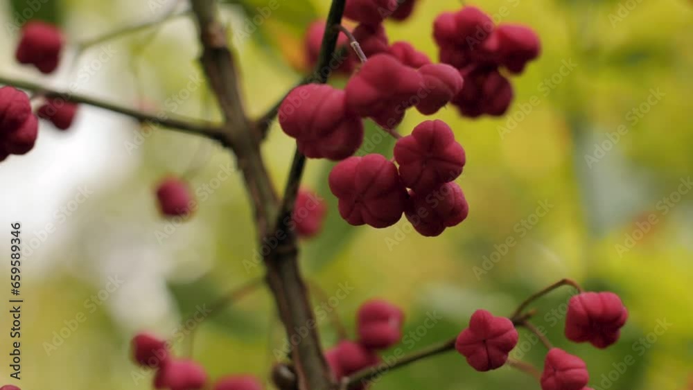 Autumn bush with red berries. Soft selective focus. Autumn bush with red berries. Soft selective focus.