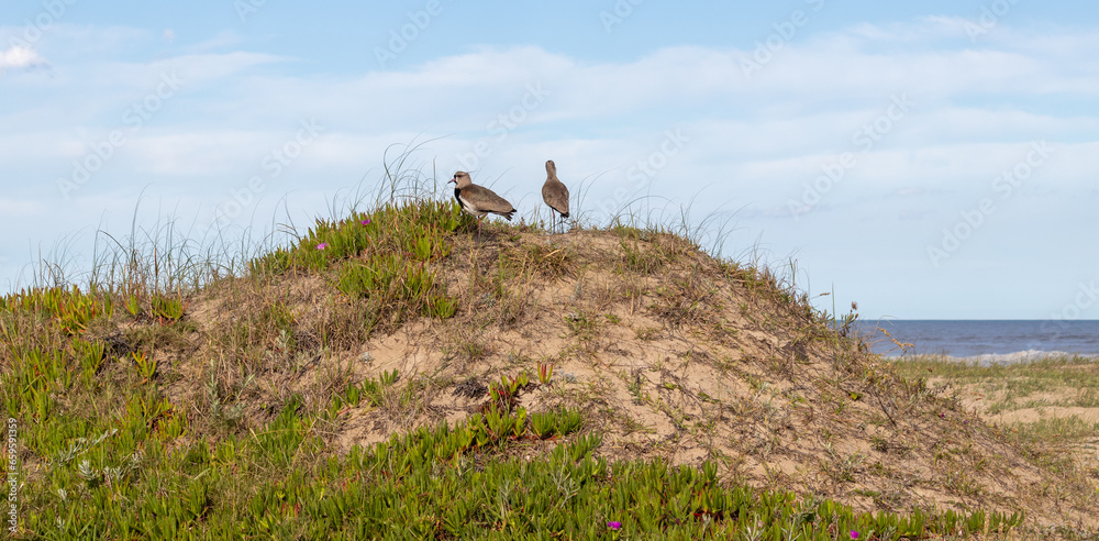 Φωτογραφία Exploring coastal serenity, this captivating image captures the majestic presence of a Southern lapwing, graceful in its contemplation over a seaside dune