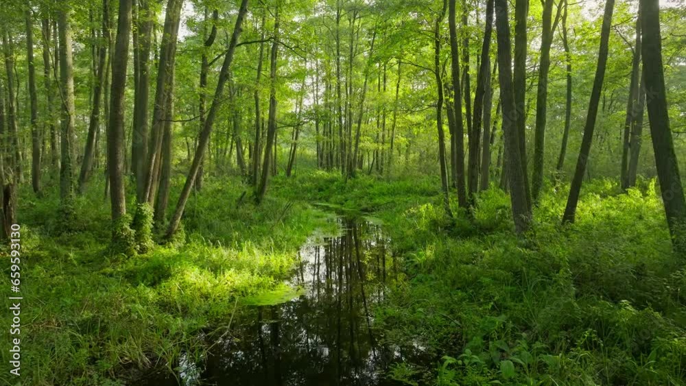 River jungle tropical green forest summer tree magical nature River jungle tropical green forest summer tree magical nature