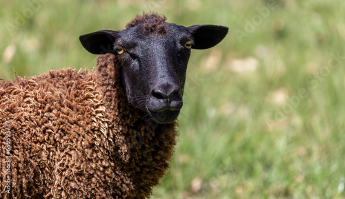 In the green field, a black sheep stands out, adding uniqueness to the serene landscape.