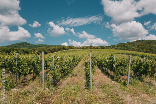 A vineyard on a summer day, and clouds in the background. Vines in rows on the hills. Green vineyards under the sun and clouds.