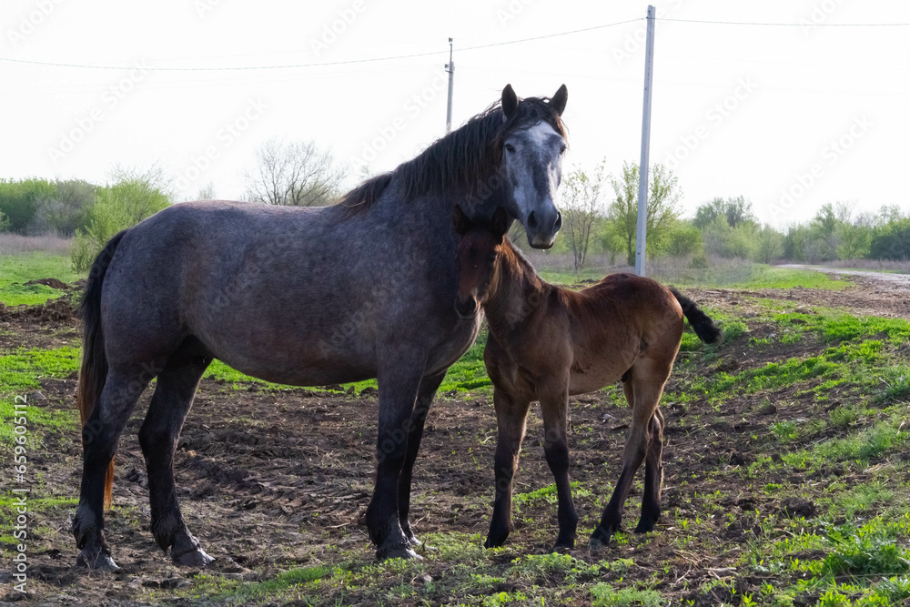 Horses on a village farm. Beautiful horses against the background of the village. Raising healthy animals. Horses on a village farm. Beautiful horses against the background of the village. Raising healthy animals.