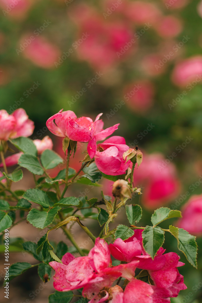 pink rose in garden