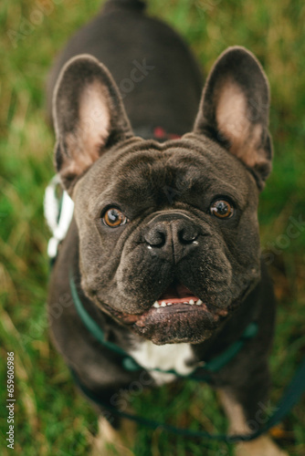 french bulldog portrait © ANHELINA