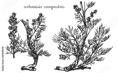 artemisia campestris, sagebrush, monochrome flower, medicinal plant, medicinal herbs, black and white design, poplar leaf, poplar branch, black and white poplar design, tatoo flower