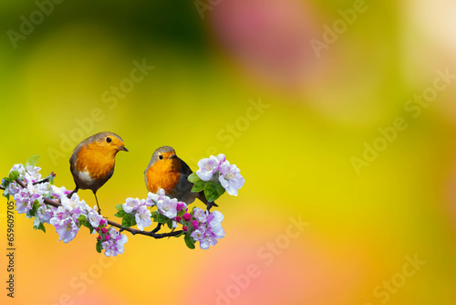 Spring and birds. Colorful nature background. European Robin. (Erithacus rubecula)