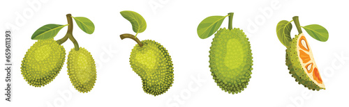 Ripe Bright Green Jackfruit with Seed Coat Vector Set