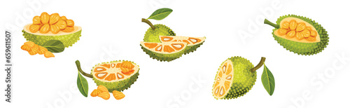 Ripe Bright Green Jackfruit with Seed Coat Vector Set