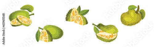 Ripe Bright Green Jackfruit with Seed Coat Vector Set