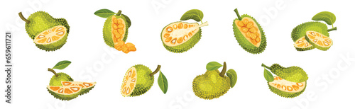 Ripe Bright Green Jackfruit with Seed Coat Vector Set