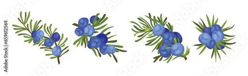 Juniper Evergreen Berry Branch with Green Needles Vector Set