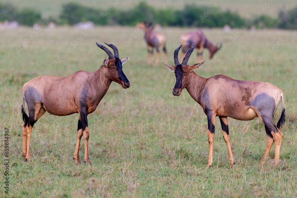 Topi males squaring off during the rut, Masai Mara, Kenya Topi males squaring off during the rut, Masai Mara, Kenya