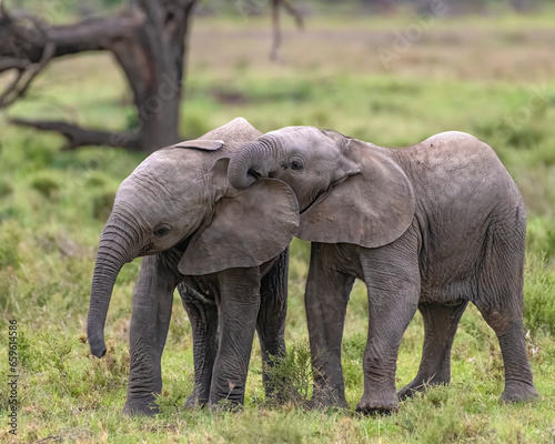 Baby Elephants playing in the early morning, Masai Mara, Kenya