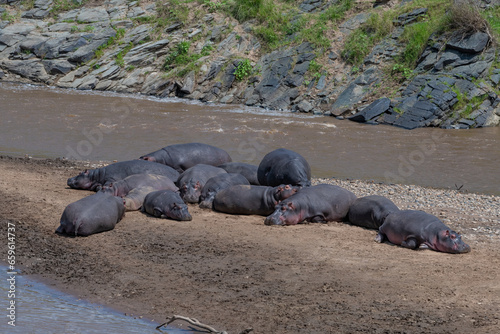 A group of Hippos resting on the banks of the Mara River, Masai Mara, Kenya