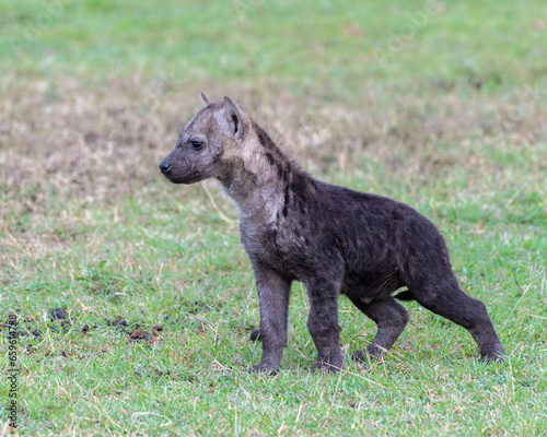 A baby Spotted Hyena near a den site  Masai Mara  Kenya