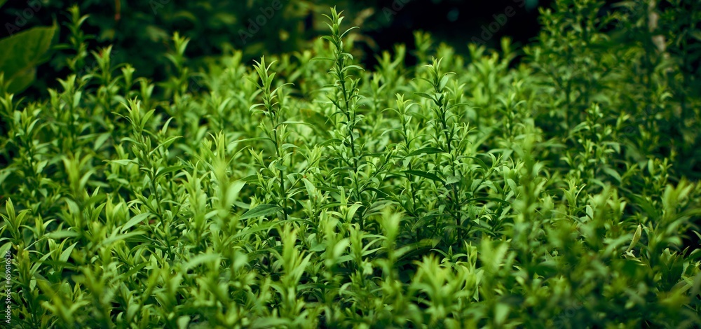 Fototapeta premium Background of green juicy grass in a summer garden