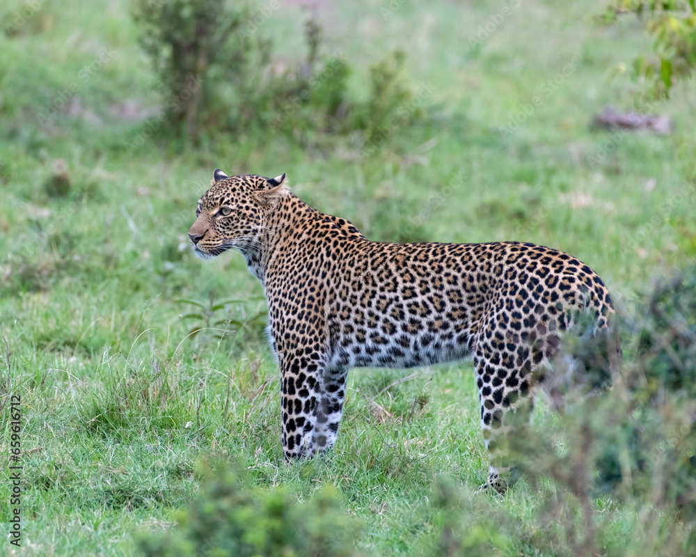 Fototapeta premium A Leopard in the Masai Mara, Kenya