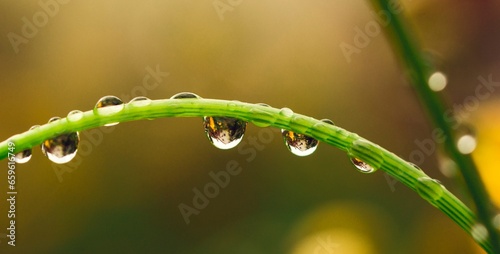 Dew drops on leaves close-up. Summer beautiful fresh background