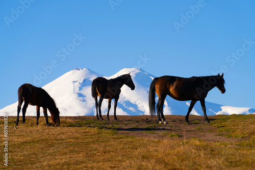 Mountain landscape. Horses grazing in a meadow against a background of snow-covered mountains and blue sky.