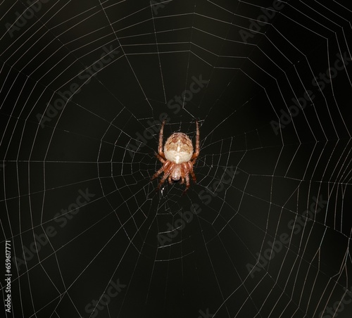 Spider on the web close-up