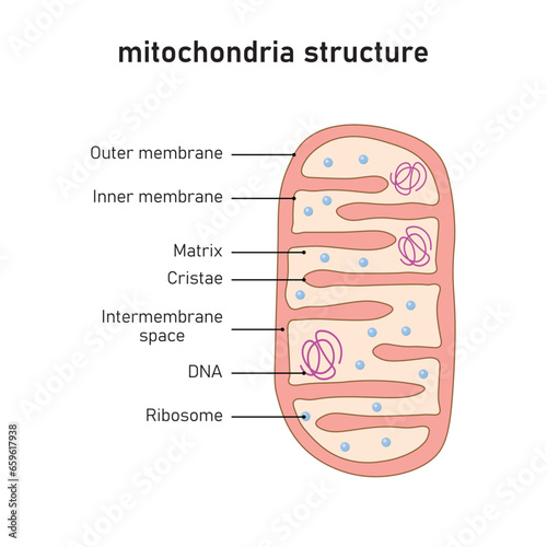 Mitochondria Structure Scientific Design. Vector Illustration.