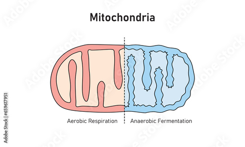 Mitochondria Structure in Aerobic and Anaerobic Respiration Scientific Design. Vector Illustration.