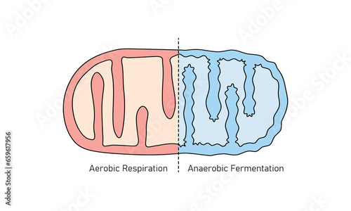 Mitochondria Structure in Aerobic and Anaerobic Respiration Scientific Design. Vector Illustration.