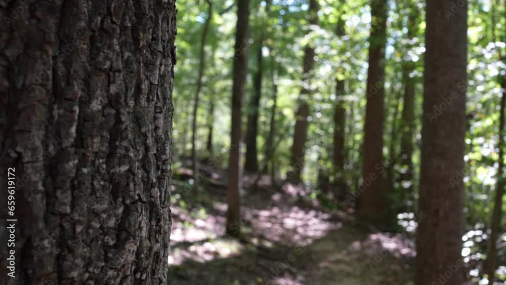 Close Up Tree Bark in Forest Rack Focus to Man Made Path Close Up Tree Bark in Forest Rack Focus to Man Made Path
