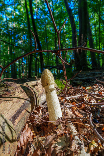 The common stinkhorn, Phallus impudicus. Fungus in the forest. photo