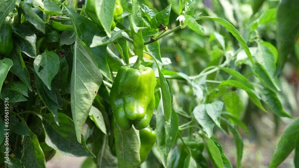 Sweet pepper grows on the plant Sweet pepper grows on the plant