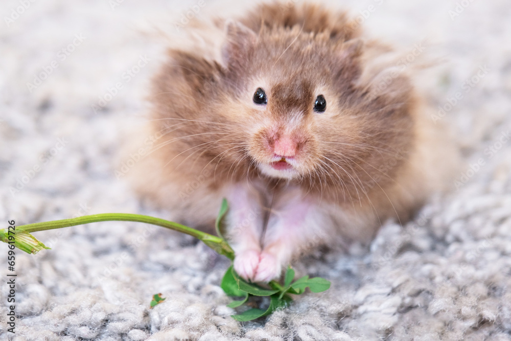 Funny fluffy Syrian hamster eats a green branch of clover, stuffs his cheeks. Food for a pet rodent, vitamins. Close-up Funny fluffy Syrian hamster eats a green branch of clover, stuffs his cheeks. Food for a pet rodent, vitamins. Close-up